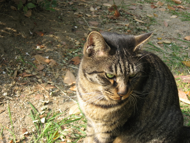 Cat1.jpg